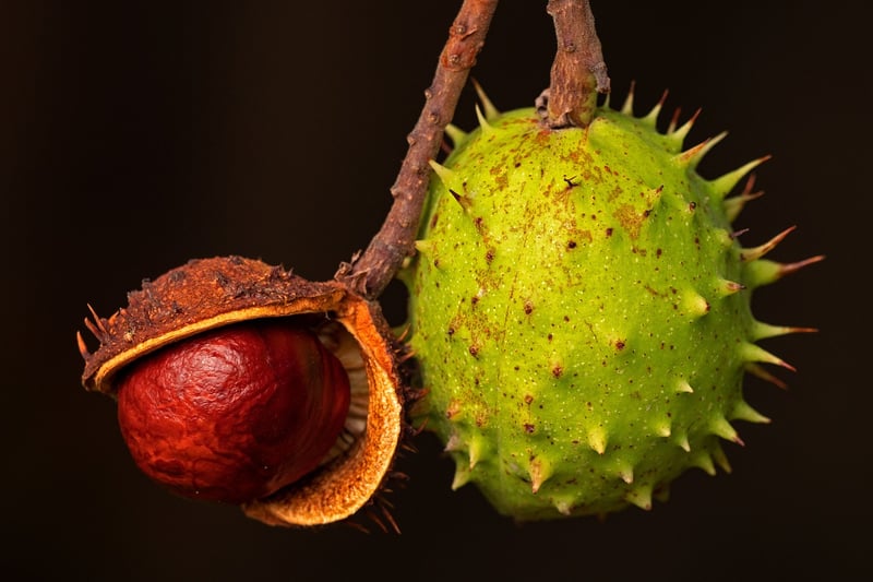 Superfoods Image